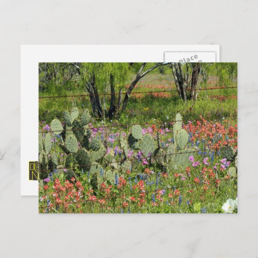 Lente in Texas Briefkaart (Voorkant / Achterkant)