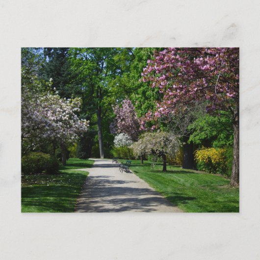 lente in Wenen Briefkaart (Voorkant)