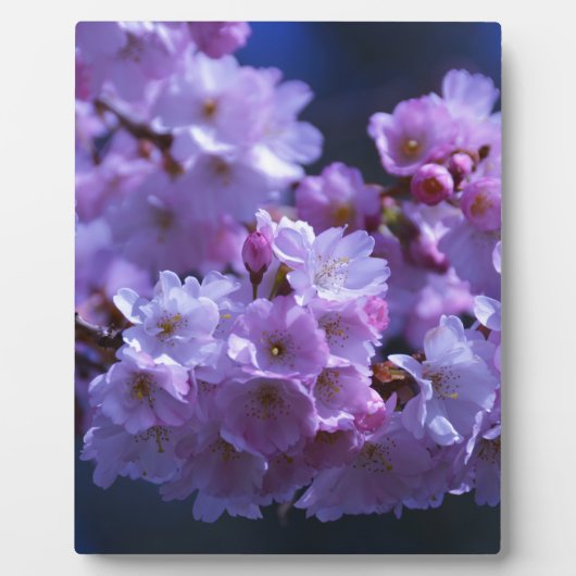 Lente is hier! fotoplaat (Voorkant)