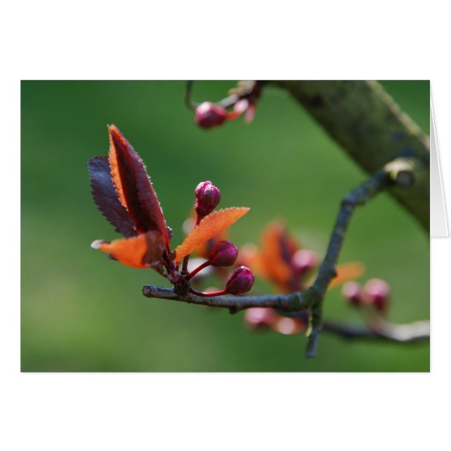 Lente kaart (Voorkant Horizontaal)