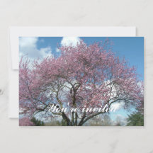 lente kersenbloesem boom