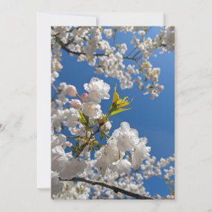 Lente Kersenbloesem Kaart