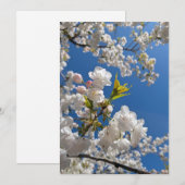 Lente Kersenbloesem Kaart (Voorkant / Achterkant)