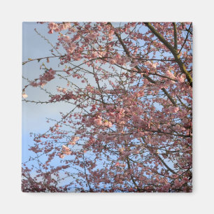 Lente kersenbloesembomen magneet