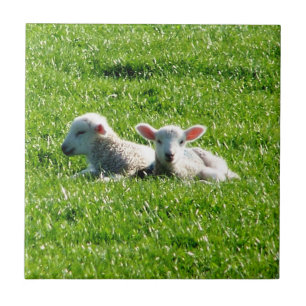 Lente lammeren in de Sunshine Cornwall Engeland Tegeltje