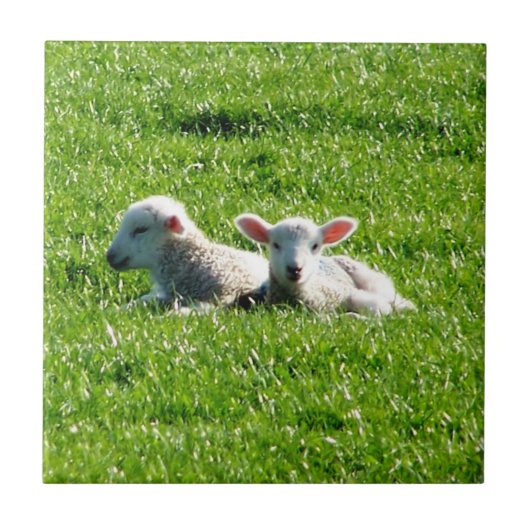 Lente lammeren in de Sunshine Cornwall Engeland Tegeltje (Voorkant)