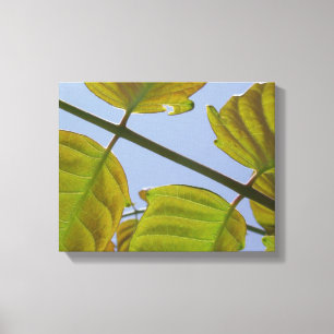 Lente lederen omgepakt Canvas Afdruk