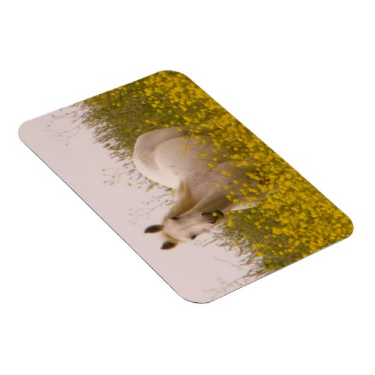 lente magneet (Rechterzijde)