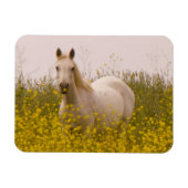 lente magneet (Horizontaal)