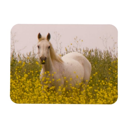 lente magneet (Horizontaal)