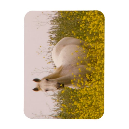 lente magneet (Verticaal)