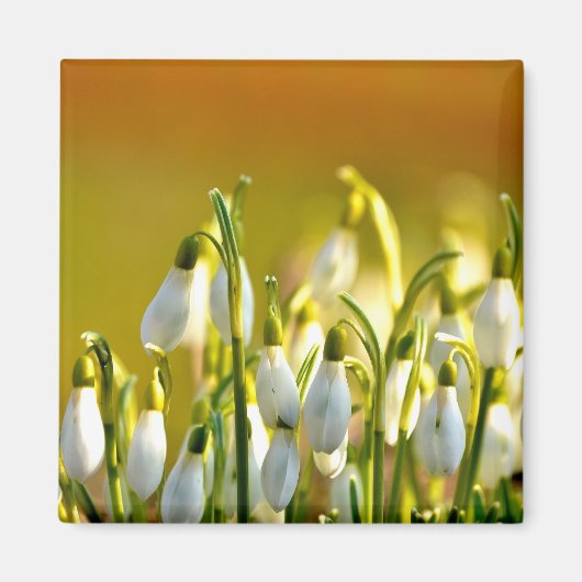 Lente - Magneet (Voorkant)