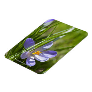 Lente Magneet
