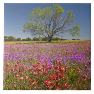 Lente mesquitebomen die groeien in wilde bloemen, tegeltje