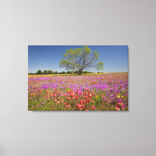 Lente mesquitebomen die in wilde bloemen groeien, canvas afdruk