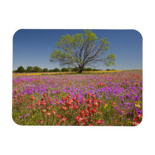 Lente mesquitebomen die in wilde bloemen groeien, magneet