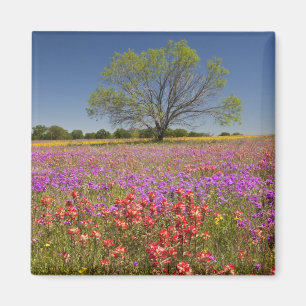Lente mesquitebomen die in wilde bloemen groeien, magneet