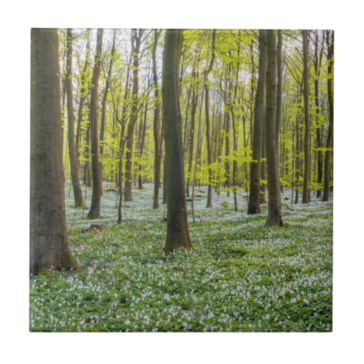 Lente naar leven tegeltje (Voorkant)