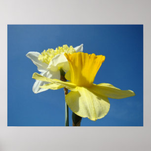Lente narcissen kunstprints Blauwe Lucht Bloemstuk Poster