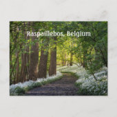 Lente Ochtend in Raspaillebos, België Briefkaart (Voorkant)