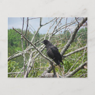 Lente op Maine Briefkaart