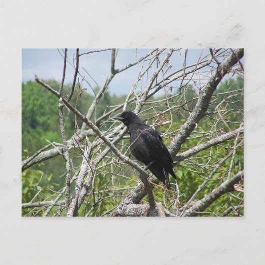 Lente op Maine Briefkaart (Voorkant)