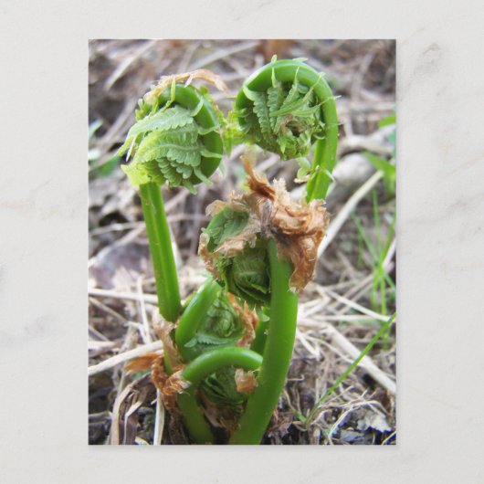 Lente op Maine Briefkaart (Voorkant)