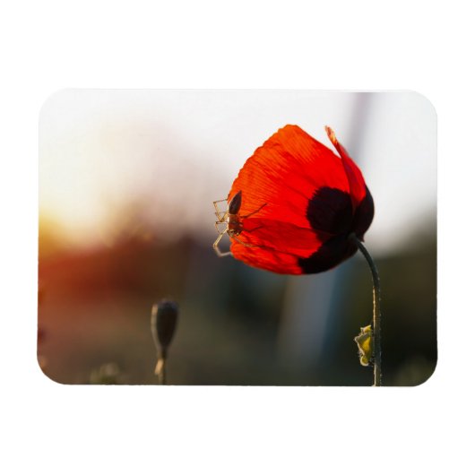 Lente papaver met spin magneet (Horizontaal)