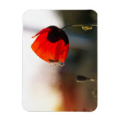 Lente papaver met spin magneet (Verticaal)