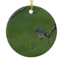 Lente/Pasen: Mannelijke Blauwvogel, Vrouw Blauwvog