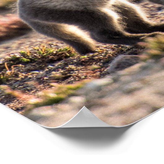 Lente - poolvos poster (Hoek)