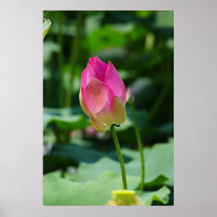 lente poster