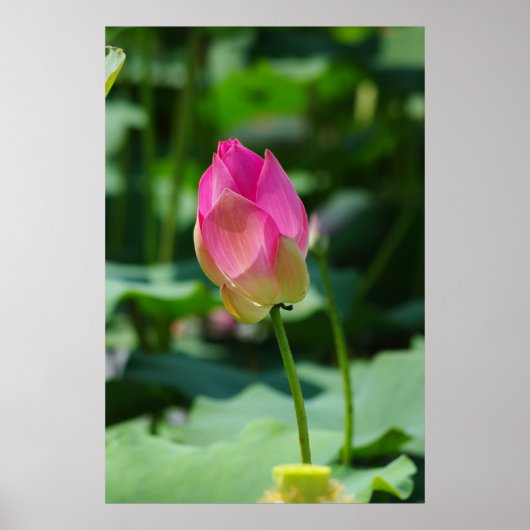 lente poster (Voorkant)