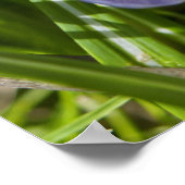 lente poster (Hoek)