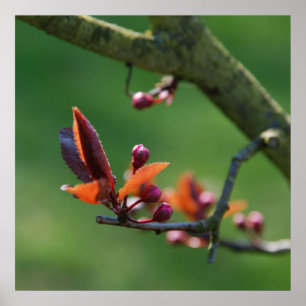 Lente Poster