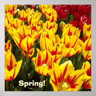 Lente poster Gele Rode Tulp Bloemen prints