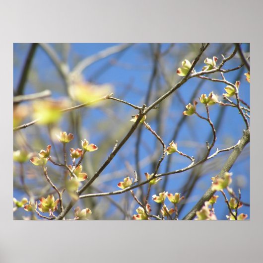 Lente - Poster / Print met appelbloesems (Voorkant)