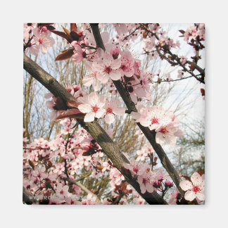 Lente pruim bloesems foto magneet