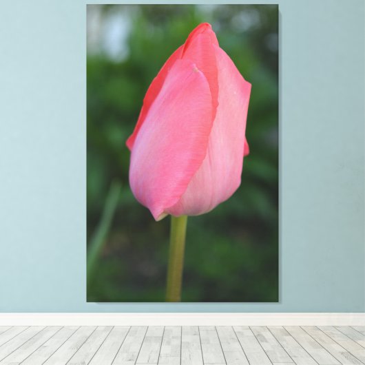 Lente rode tulp bloem fotokunst. canvas afdruk (Insitu (Houten vloer))