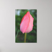 Lente rode tulp bloem fotokunst. canvas afdruk (Voorkant)