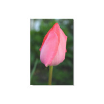 Lente rode tulp bloem fotokunst.