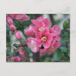 Lente Roze Bloeiende Bloeiende Kweepeer Briefkaart
