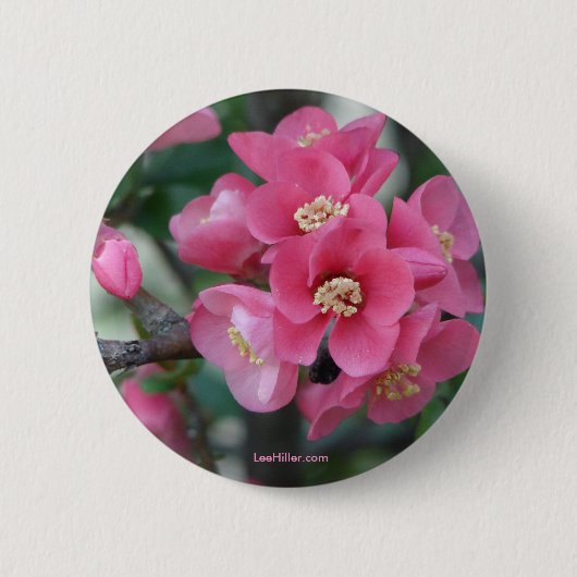 Lente Roze Bloeiende Bloeiende Kweepeer Ronde Button 5,7 Cm (Voorkant)