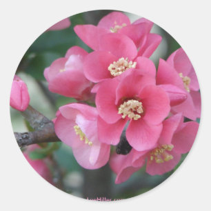 Lente Roze Bloeiende Bloeiende Kweepeer Ronde Sticker