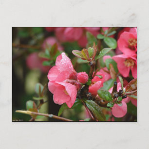 Lente Roze Bloeiende Kwee Briefkaart