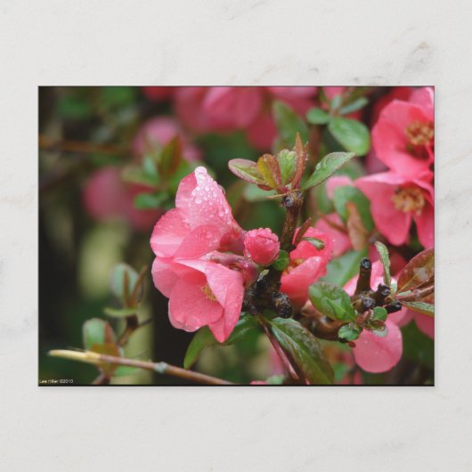 Lente Roze Bloeiende Kwee Briefkaart (Voorkant)