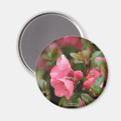 Lente Roze Bloeiende Kwee Magneet (Voorkant / Achterkant)