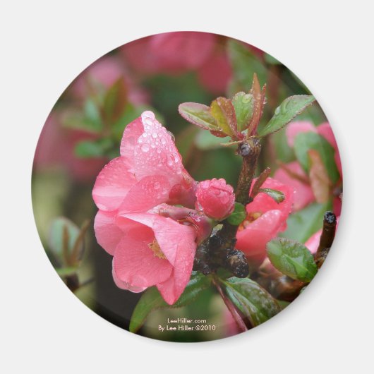 Lente Roze Bloeiende Kwee Magneet (Voorkant)
