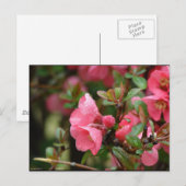 Lente roze bloeiende kweepel briefkaart (Voorkant / Achterkant)