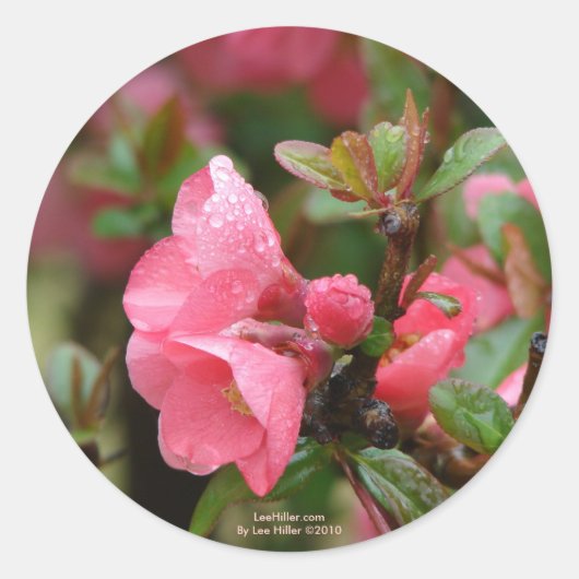 Lente roze bloeiende kweepel ronde sticker (Voorkant)